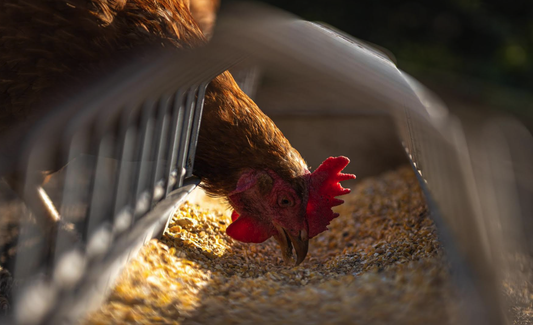 Avian Influenza - Bird Flu - Disinfection