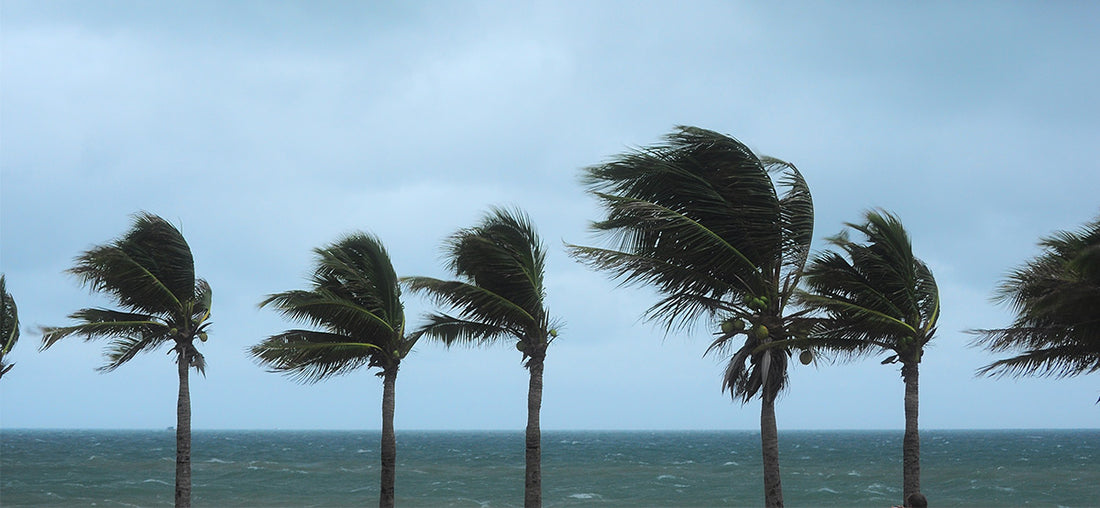 The Best Way to Prevent Mold After a Hurricane